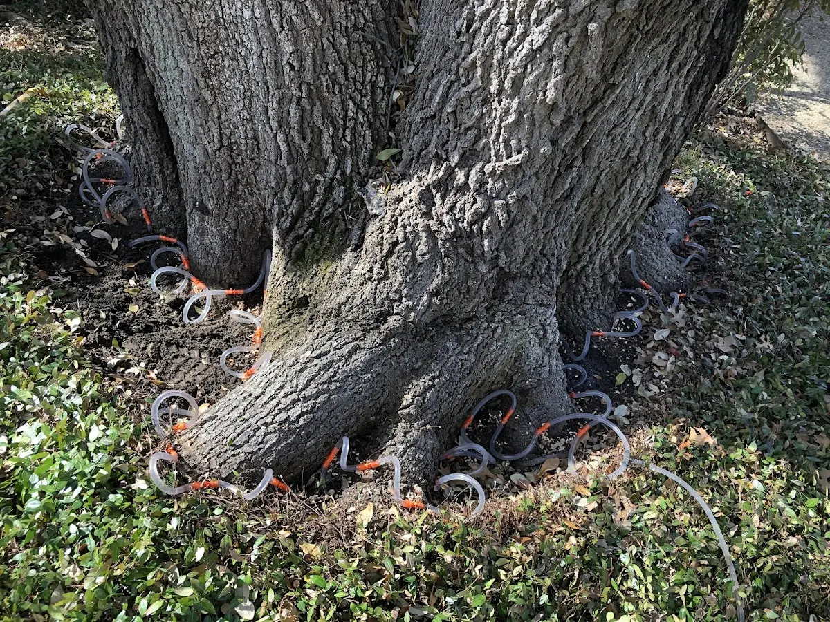Detailed Tree Cabling and Bracing job site in Carencro