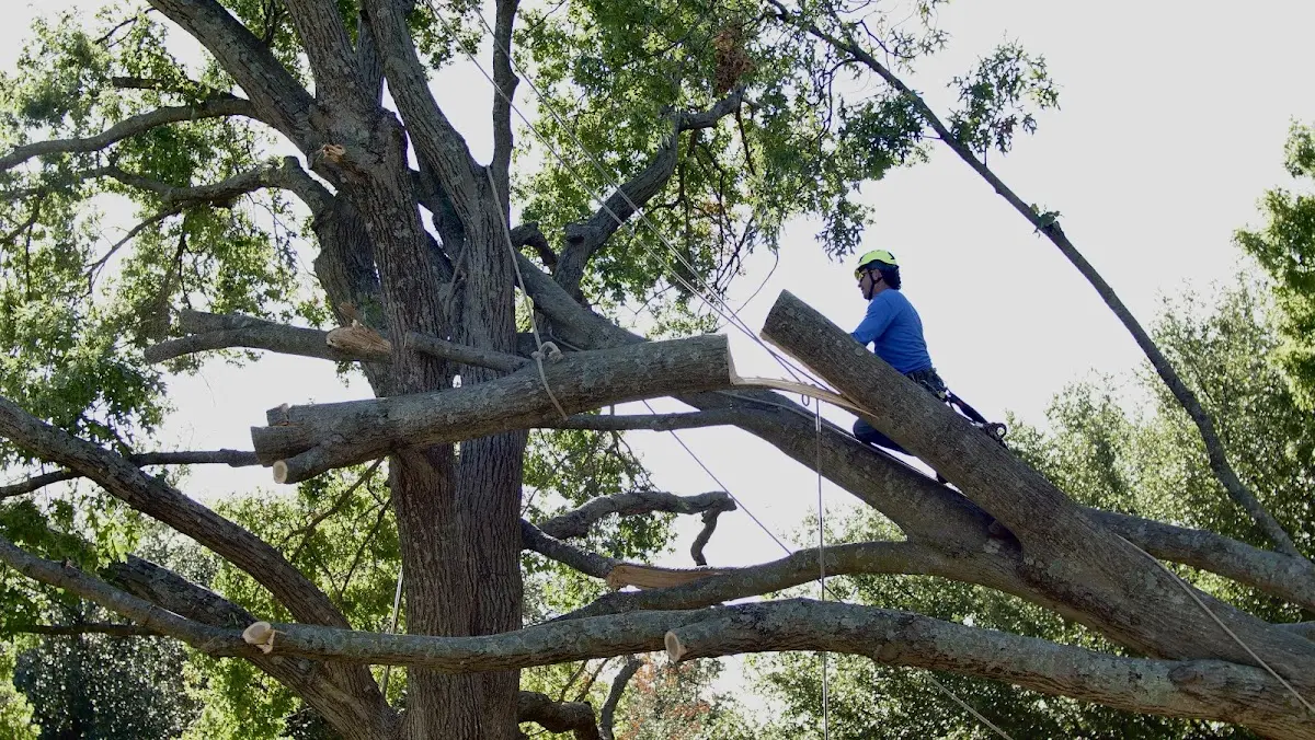 Professional Crown Thinning performed by certified arborists in Carencro
