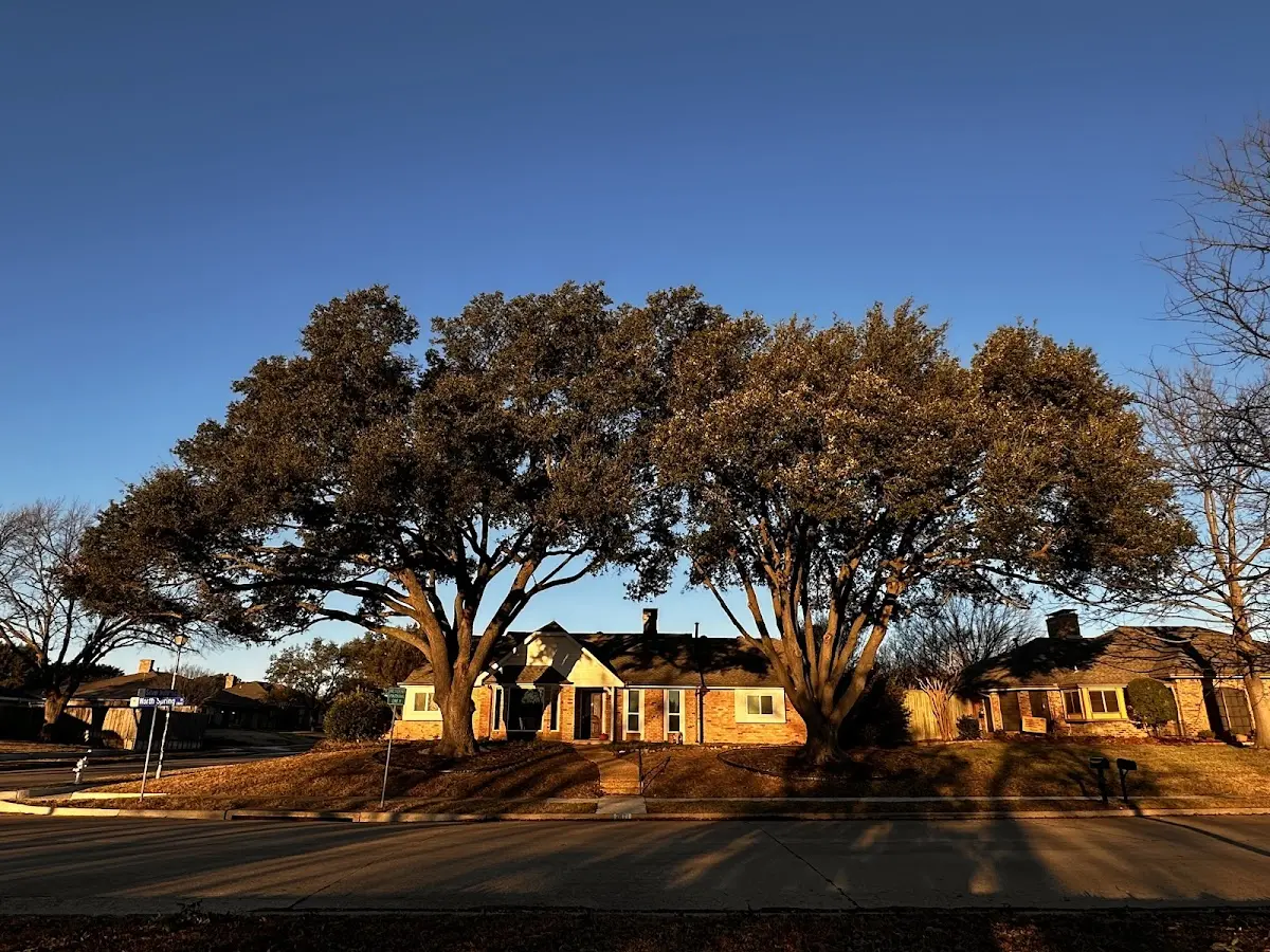 Established residential canopy tree shading a home in Carencro