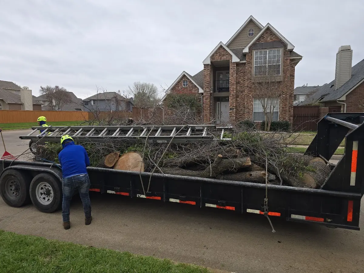Expert Tree Pest Control with proper safety equipment in Carencro